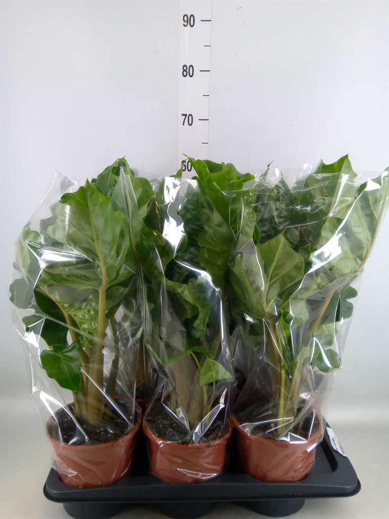 Alocasia low rider