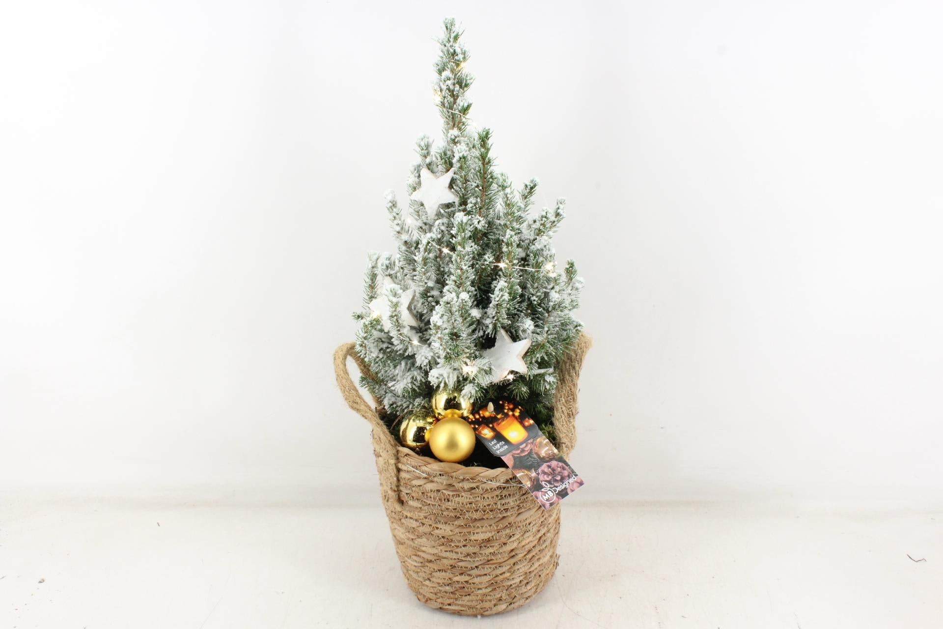 Bredh Natyral Festiv Efekt Debore