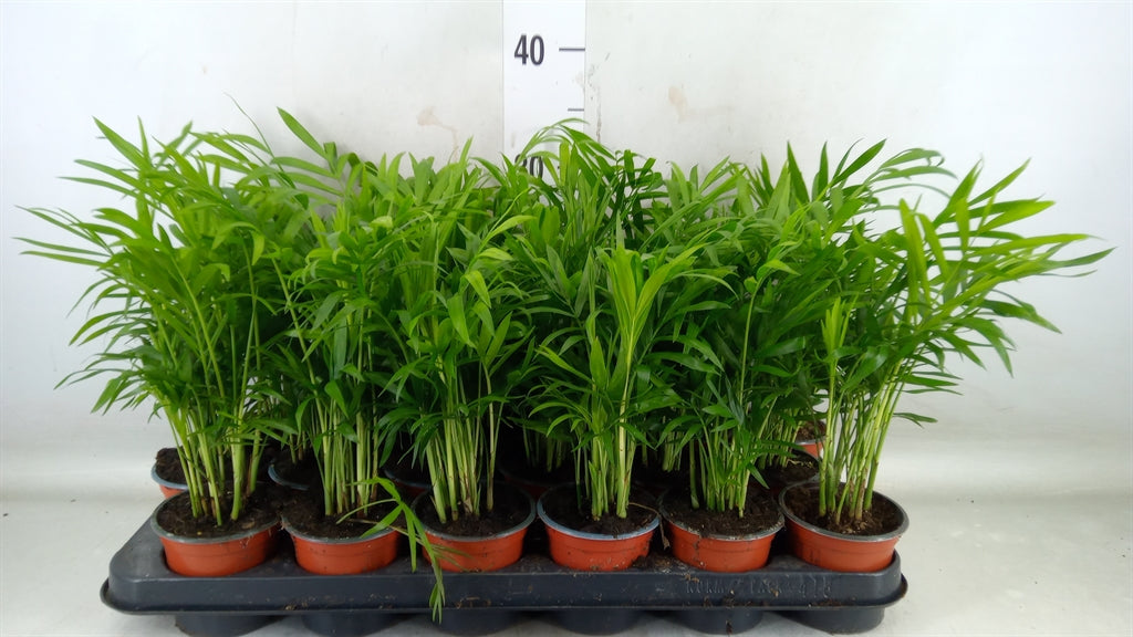Palma Chamaedorea Elegans