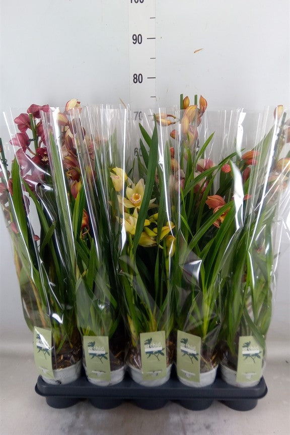 Cymbidium - Wild Orchid