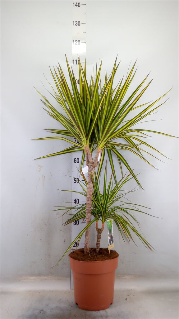 Dracaena Marg Sunray