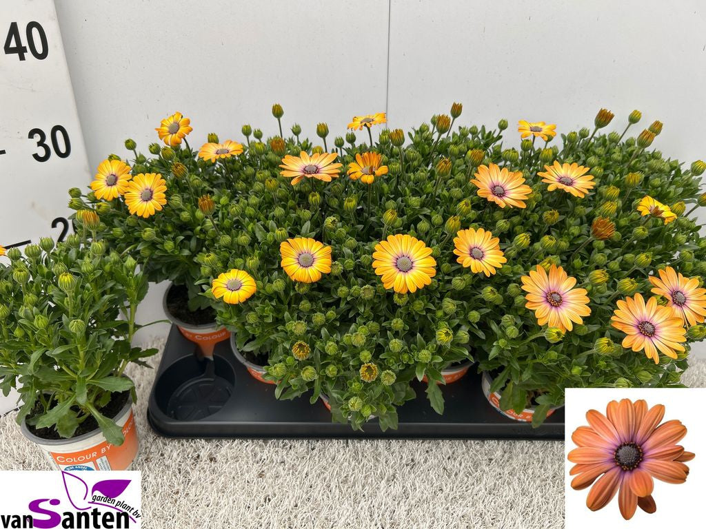 Osteospermum