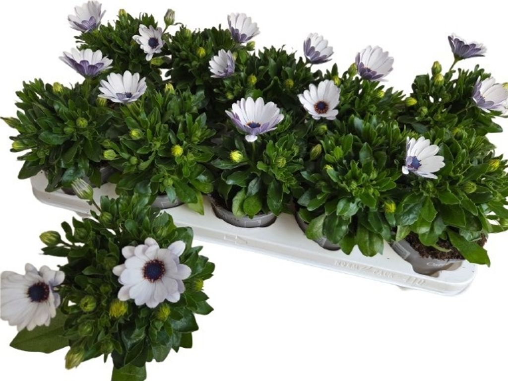 Osteospermum