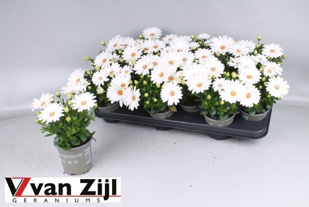 Osteospermum