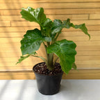 Alocasia low rider - Shtëpia e Luleve DONEL