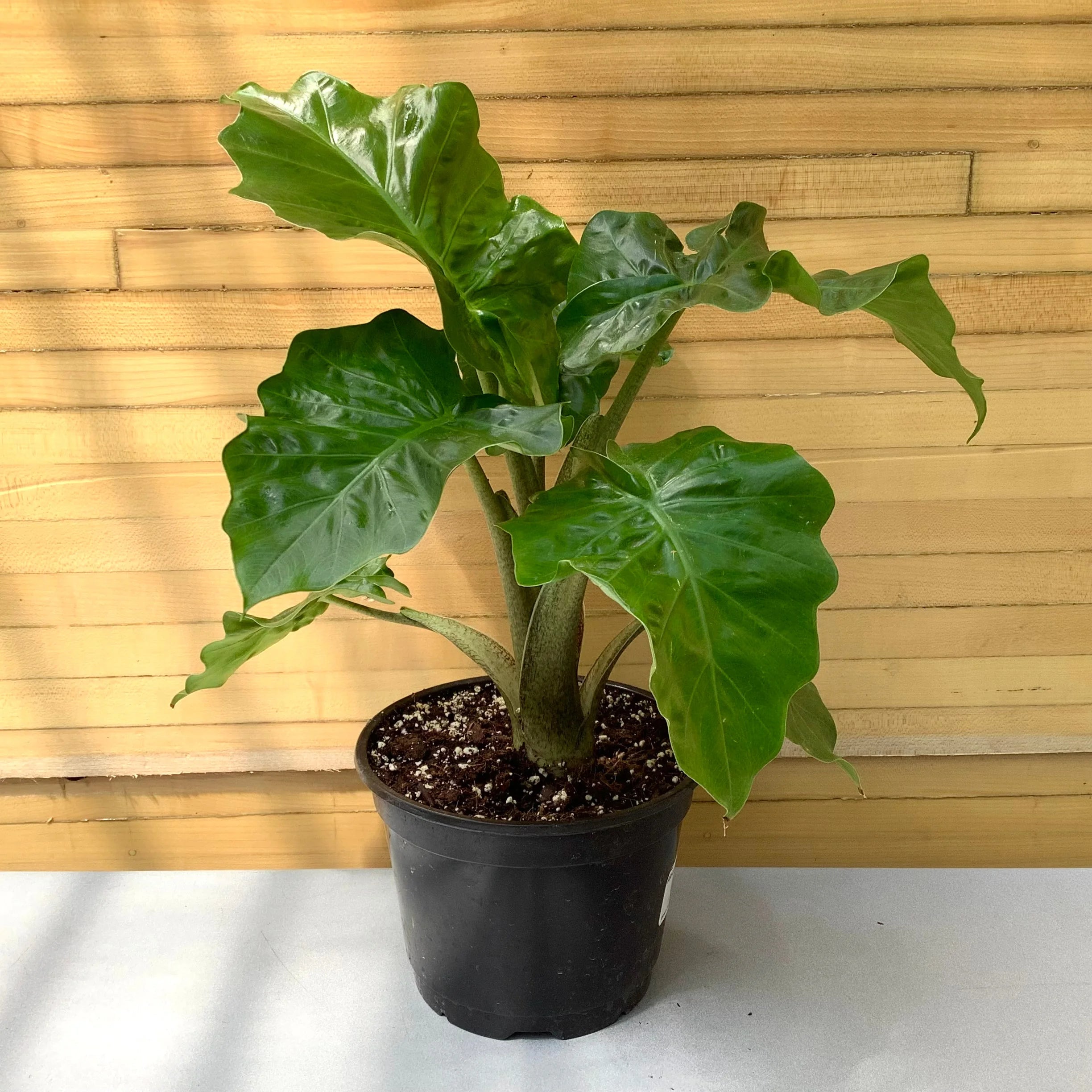 Alocasia low rider