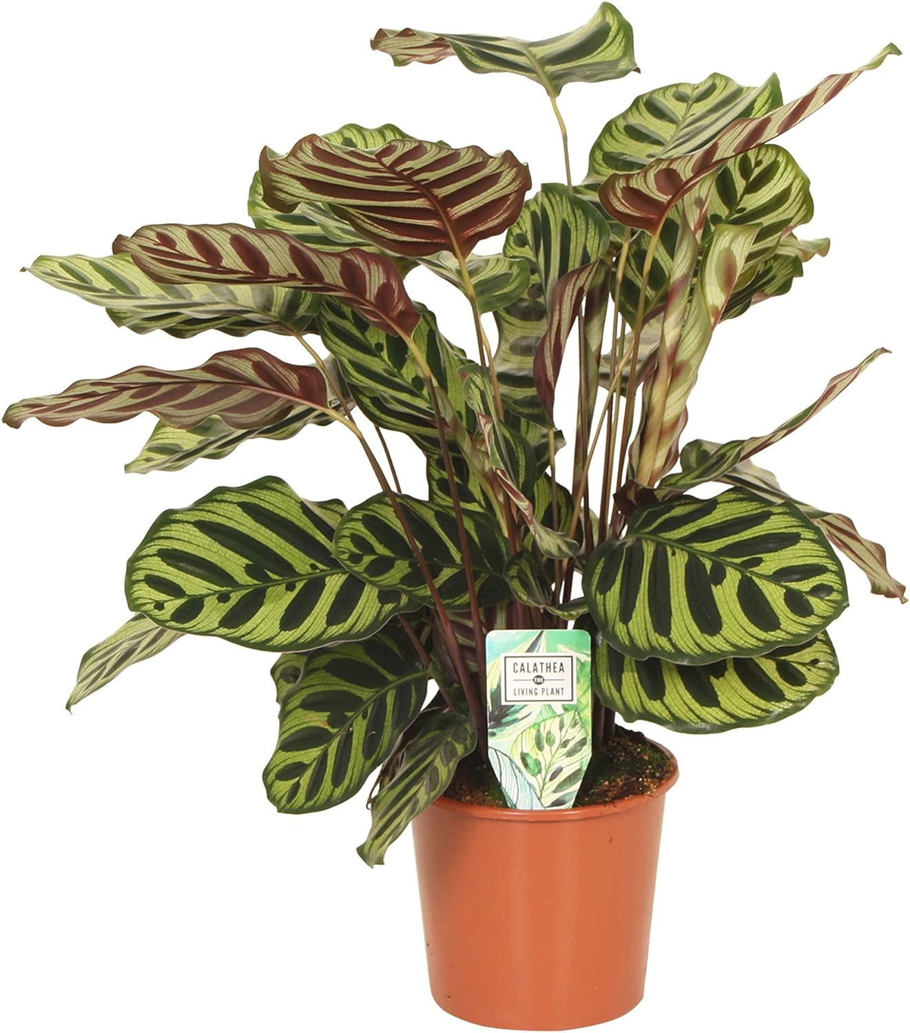 Calathea Makoyana: Bimë unike dhe ekzotike me gjethe - Shtëpia e Luleve DONEL