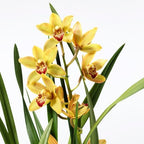 Cymbidium - Wild Orchid - Shtëpia e Luleve DONEL