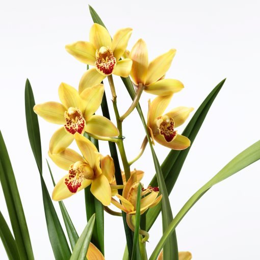 Cymbidium - Wild Orchid - Shtëpia e Luleve DONEL