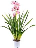 Cymbidium - Wild Orchid - Shtëpia e Luleve DONEL