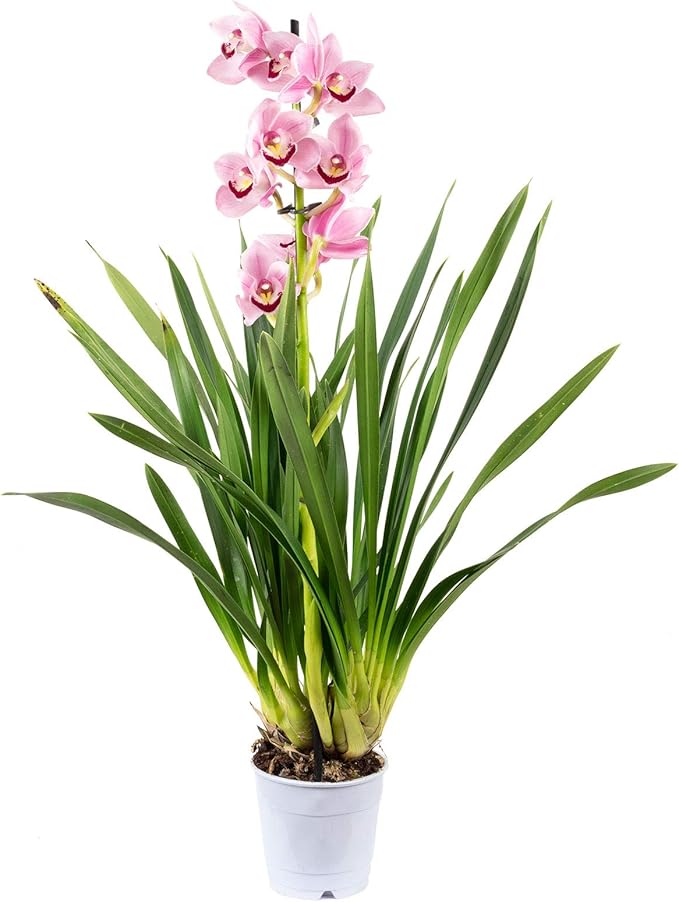 Cymbidium - Wild Orchid - Shtëpia e Luleve DONEL