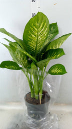 Dieffenbachia Seguine 'Reeva' - Shtëpia e Luleve DONEL
