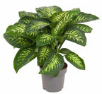 Dieffenbachia Seguine 'Reeva' - Shtëpia e Luleve DONEL