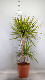 Dracaena Marg Sunray - Shtëpia e Luleve DONEL