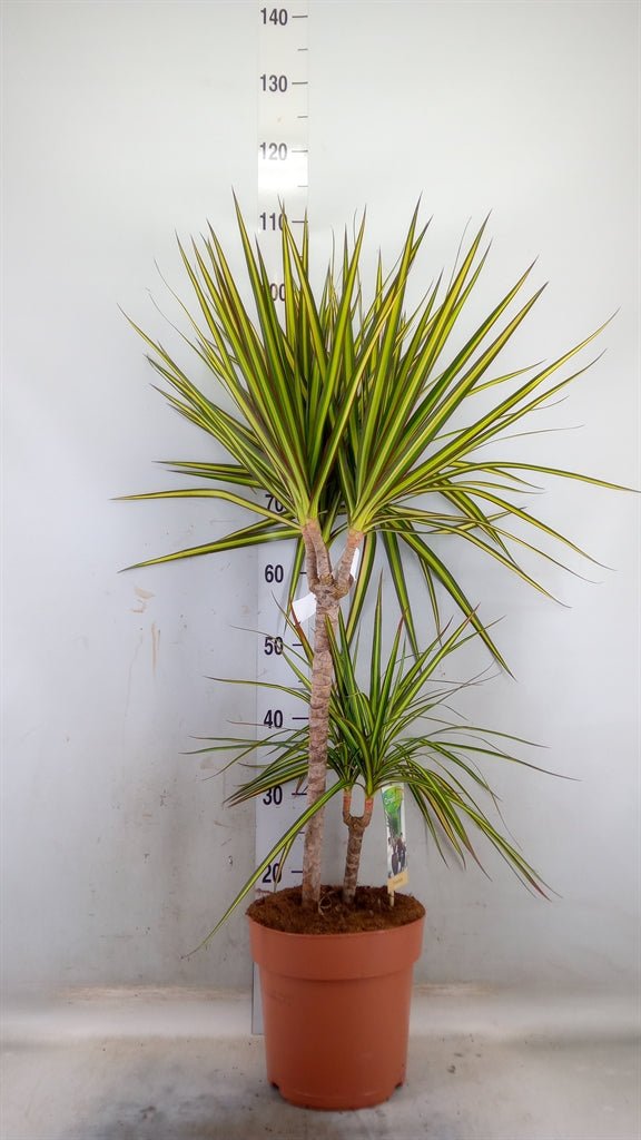 Dracaena Marg Sunray - Shtëpia e Luleve DONEL
