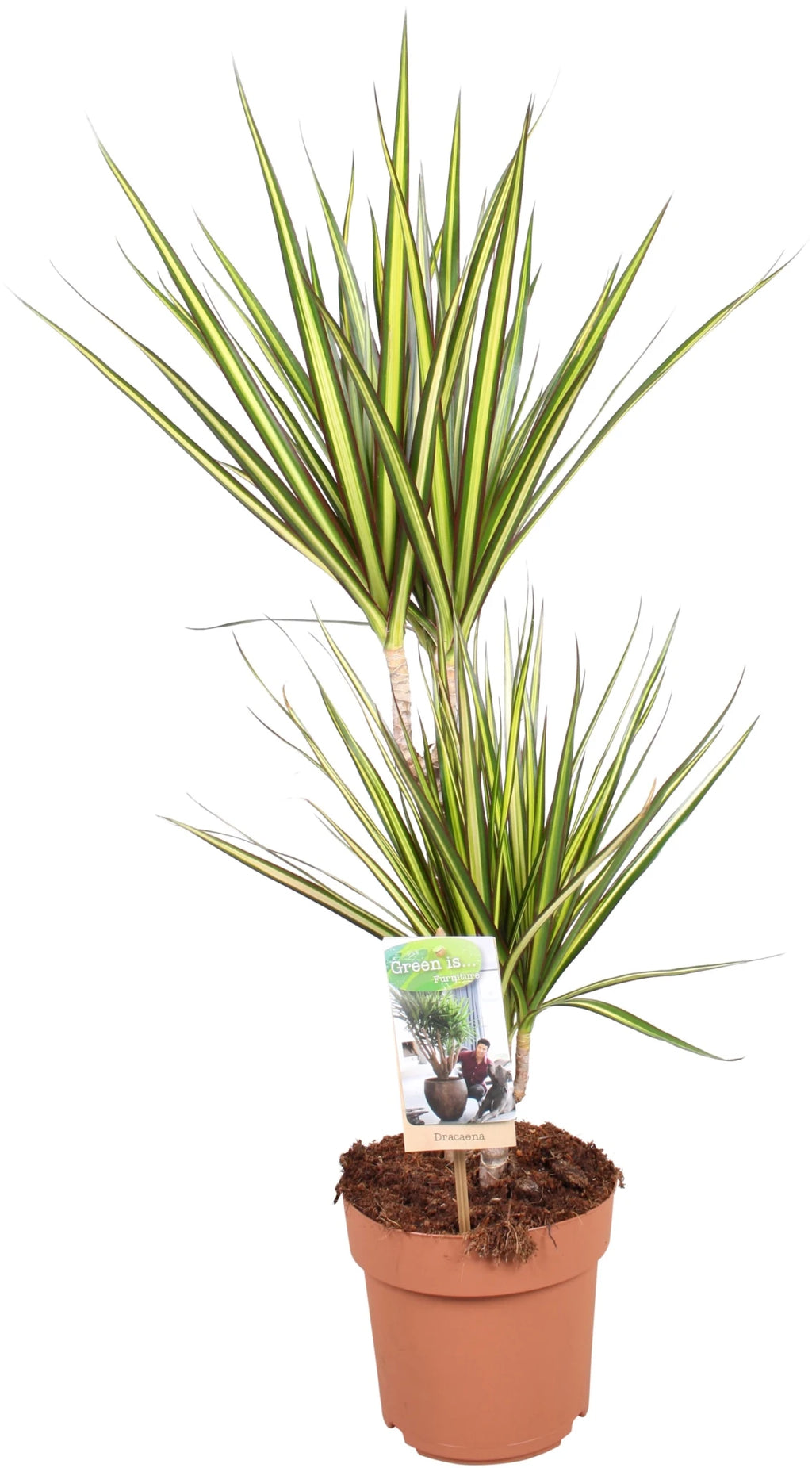 Dracaena Marg Sunray - Shtëpia e Luleve DONEL