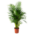 Palma ARECA - Dypsis Lutescens