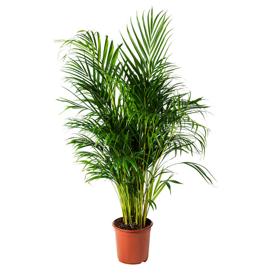 Palma ARECA - Dypsis Lutescens