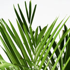 Palma ARECA - Dypsis Lutescens