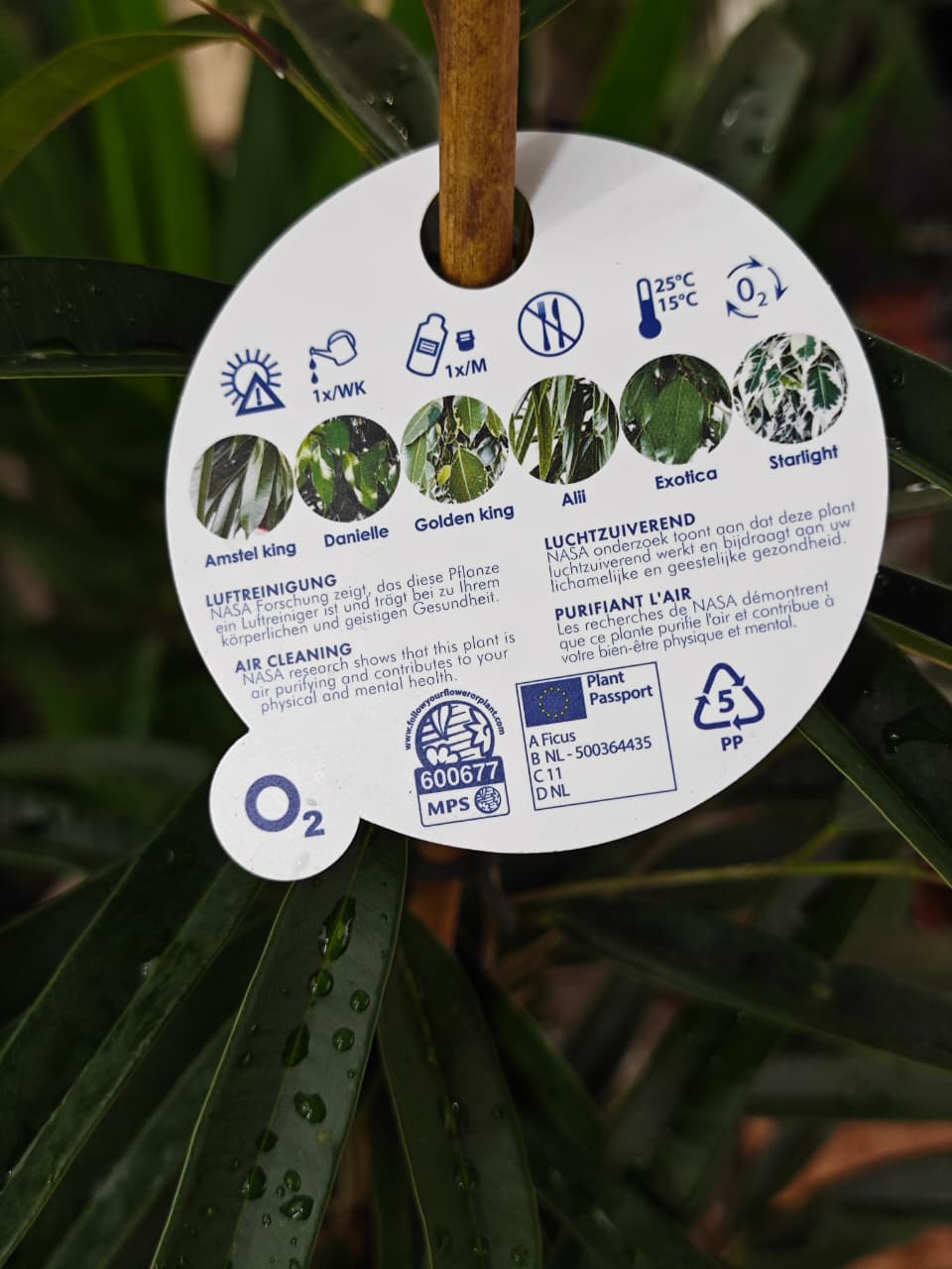 Ficus Binn Alii - Shtëpia e Luleve DONEL