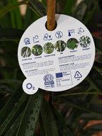 Ficus Binn Alii - Shtëpia e Luleve DONEL