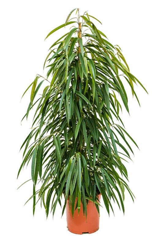 Ficus Binn Alii - Shtëpia e Luleve DONEL