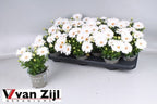 Osteospermum - Shtëpia e Luleve DONEL