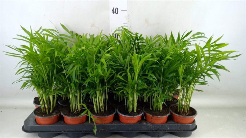 Palma Chamaedorea Elegans - Shtëpia e Luleve DONEL