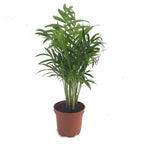 Palma Chamaedorea Elegans - Shtëpia e Luleve DONEL